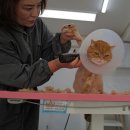 김해 고양이 미용전문 &#34;프린세스캣&#34;