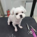 동이애견 이미지