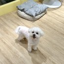 네추럴 그루밍 이미지