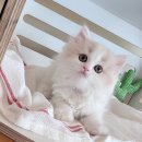 강남고양이분양 러브앤캣 이미지