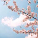 클로이플라워 이미지