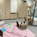 구리시 반려동물문화센터 봉사 후기