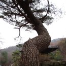 ★경북 문경시 문경새재도립공원 부봉(釜峰,917m)★ 이미지