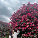 솔렌트카(주) | 제주 동백꽃 명소 비교 | 동백포레스트 카멜리아힐 카페 더 콘테나 | 2월 산방산 유채꽃 실시간