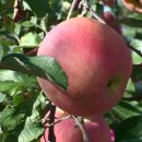 미루농원 이미지