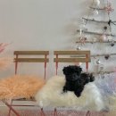 피터펫카페본점 이미지