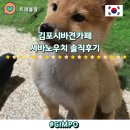 견*수 | 서울근교데이트 김포시바견카페 시바노우치 예약 이용 솔직후기