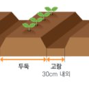 두둑