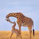 기린에너지 이미지