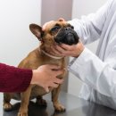 사랑가득 동물병원 이미지