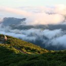 들꽃세상 이미지