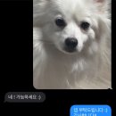 하늘바라기펫푸드 강아지수제간식 강아지케이크 이미지