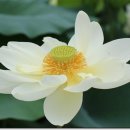 피네 - 용인시 수지구 | 피네