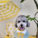 포포퍼피 이미지