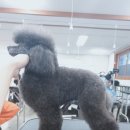 강북에이스애견미용학원 이미지