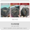 각시머리방 - 천안시 동남구 | 각시머리방