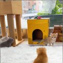 캣스토리 고양이분양 일산본점 이미지