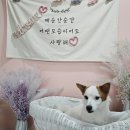 돌체와 함께한 2월 / 남양주 애견카페 코니아일랜드 / 파묘 후기 / 천안&amp;대전 놀러가기