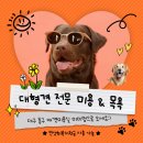 미미멍 | 대구 대형견 목욕 미용 미미멍 예약 방법 소요 시간 총정리