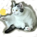 중부-현장-중부-1400 이미지