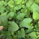 신장농장 이미지