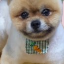 루루는포메 이미지