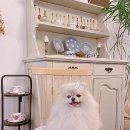 CW-0800-01 이미지