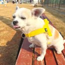 견생템 | 강아지 하네스 추천 멍템 팔레트 하네스, 비비드 옐로 입고 미모 폭발!