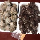 금빛초교 이미지