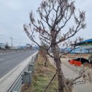 가로수주유소 이미지