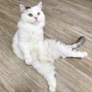 제일식품 | 해수욕장/이케아동부산점/이케아동부산점레스토랑후기/스타벅스부산송정비치점/이케아필수템/이케아구매...