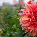 펜션 다알리아 이미지