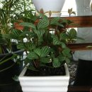 페페로미아 이미지