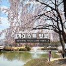 대전 벚꽃 명소 카이스트 오리연못 수양벚꽃 사진스팟