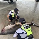 백상아리인 줄삼척서 악상어 또 발견 동해안 주의 기사 이미지