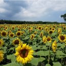 조천 산책로화장실 이미지