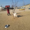 워킹애니멀스쿨 이미지