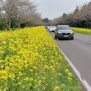 한국의 아름다운 길 100선 녹산로 '2024 서귀포 유채꽃 축제' 이미지