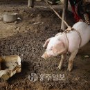 대신축산 이미지