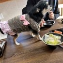 정품식당 | 기장 애견동반 식당 정품한우 추천 및 후기