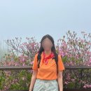 8단지입구사거리(철쭉동산쪽) | 서리산 철쭉동산 등산코스 | 5월 11일 개화상황