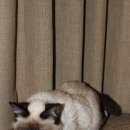 요즘 인기많은 Grumpy Catㅋㅋㅋ.jpg 이미지