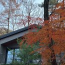 영인산자연휴양림 | [영인산 자연휴양림] ‘떡갈나무’ 신축동 후기