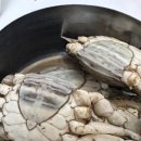 본우리집밥 인천지검점 | 인천 수산물 13kg 대광어 먹은 날 (+집밥 일상)