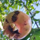 꿈동산신안공인중개사사무소 이미지