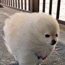 겨미 이미지
