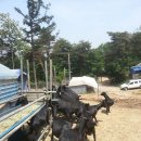 도니 친환경 목장 이미지