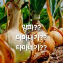 양파당구장 이미지