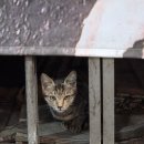 대박연탄구이 | 청주 서문시장 삼겹살거리 뒷고기 맛집 대박연탄구이 삼겹살 내돈내산 후기