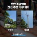 포드그루와 | 천안 조경업체 전선 주변 나무 제거 후기
